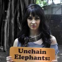 Lauren Gottlieb protest for PETA anti-circus campaign photos | Picture 557344