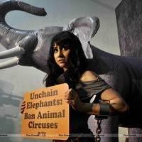 Lauren Gottlieb protest for PETA anti-circus campaign photos | Picture 557345