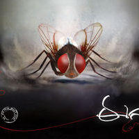 Eega Movie New Wallpapers | Picture 184418