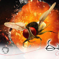 Eega Movie New Wallpapers | Picture 184419