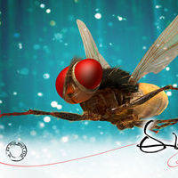 Eega Latest Posters | Picture 190189