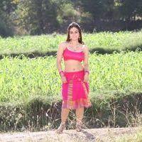 Aksha Pardasany - Rey Rey Movie Hot Stills