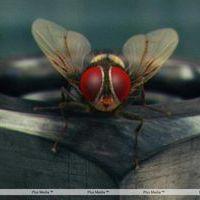Eega Visual Effects Making Photos | Picture 240006