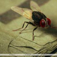 Eega Visual Effects Making Photos | Picture 240012