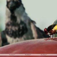 Eega Visual Effects Making Photos | Picture 240014