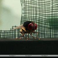 Eega Visual Effects Making Photos | Picture 240015