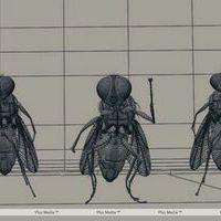 Eega Visual Effects Making Photos | Picture 240016