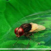 Eega Visual Effects Making Photos | Picture 240020