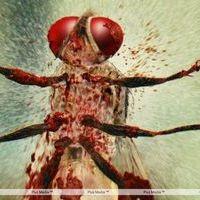 Eega Visual Effects Making Photos | Picture 240025