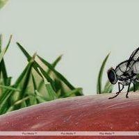Eega Visual Effects Making Photos | Picture 240034