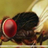 Eega Visual Effects Making Photos | Picture 240040