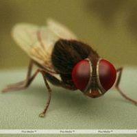 Eega Visual Effects Making Photos | Picture 240043