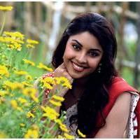 Richa Gangopadhyay Latest Images | Picture 531346