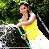 Shriya Saran Hot Pictures in Pavithra Movie | Picture 391128