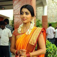 Shriya Cute Saree Stills at Pavithra Movie Press Meet | Picture 356196