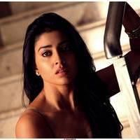 Shriya Saran Latest Pictures | Picture 512604