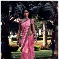 Shriya Cute Saree Images | Picture 522904