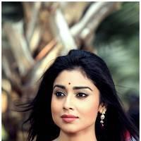 Shriya Cute Saree Images | Picture 522905