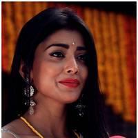 Shriya Cute Saree Images | Picture 522806