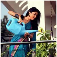 Shriya Cute Saree Images | Picture 522968