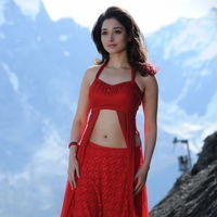 Tamanna Exclusive Gallery From Oosaravelli Movie | Picture 171958