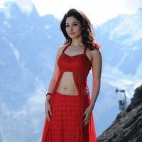 Tamanna Exclusive Gallery From Oosaravelli Movie | Picture 171965