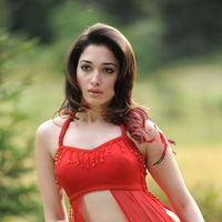 Tamanna Exclusive Gallery From Oosaravelli Movie | Picture 171968