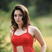 Tamanna Exclusive Gallery From Oosaravelli Movie | Picture 172061